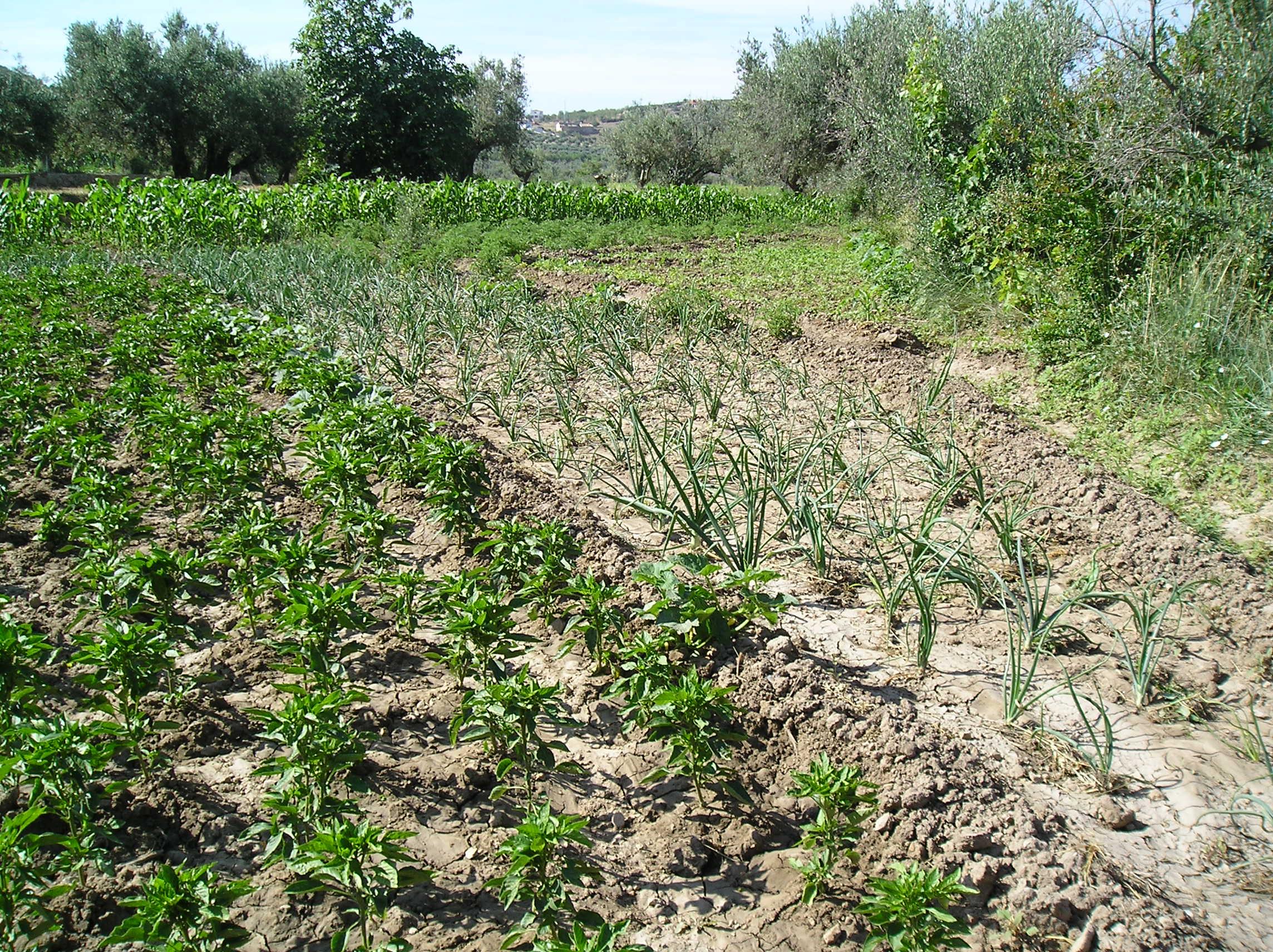 La agricultura andaluza contará con 135,2 millones de euros para ayudas agroambientales en 2022