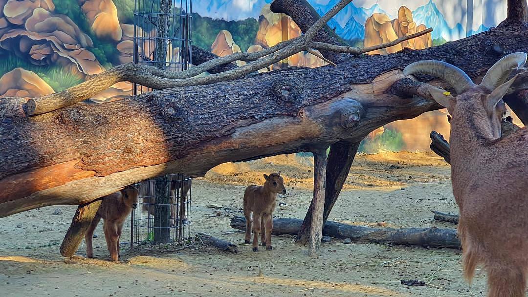 El Zoobotánico de Jerez acoge los nacimientos de dos muflones del Atlas