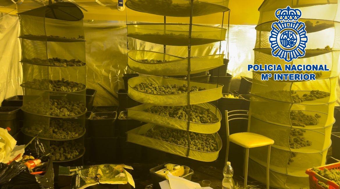 La Policía Nacional desmantela en Jerez un cultivo interior con casi 300 macetas con tallos de marihuana