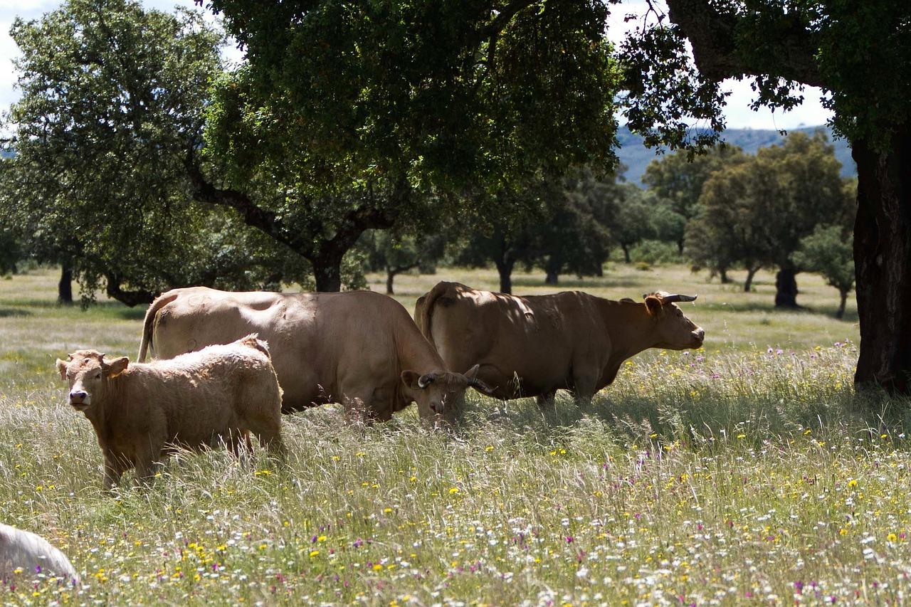 La Junta ha movilizado 104 millones de euros en ayudas para la ganadería extensiva de Andalucía