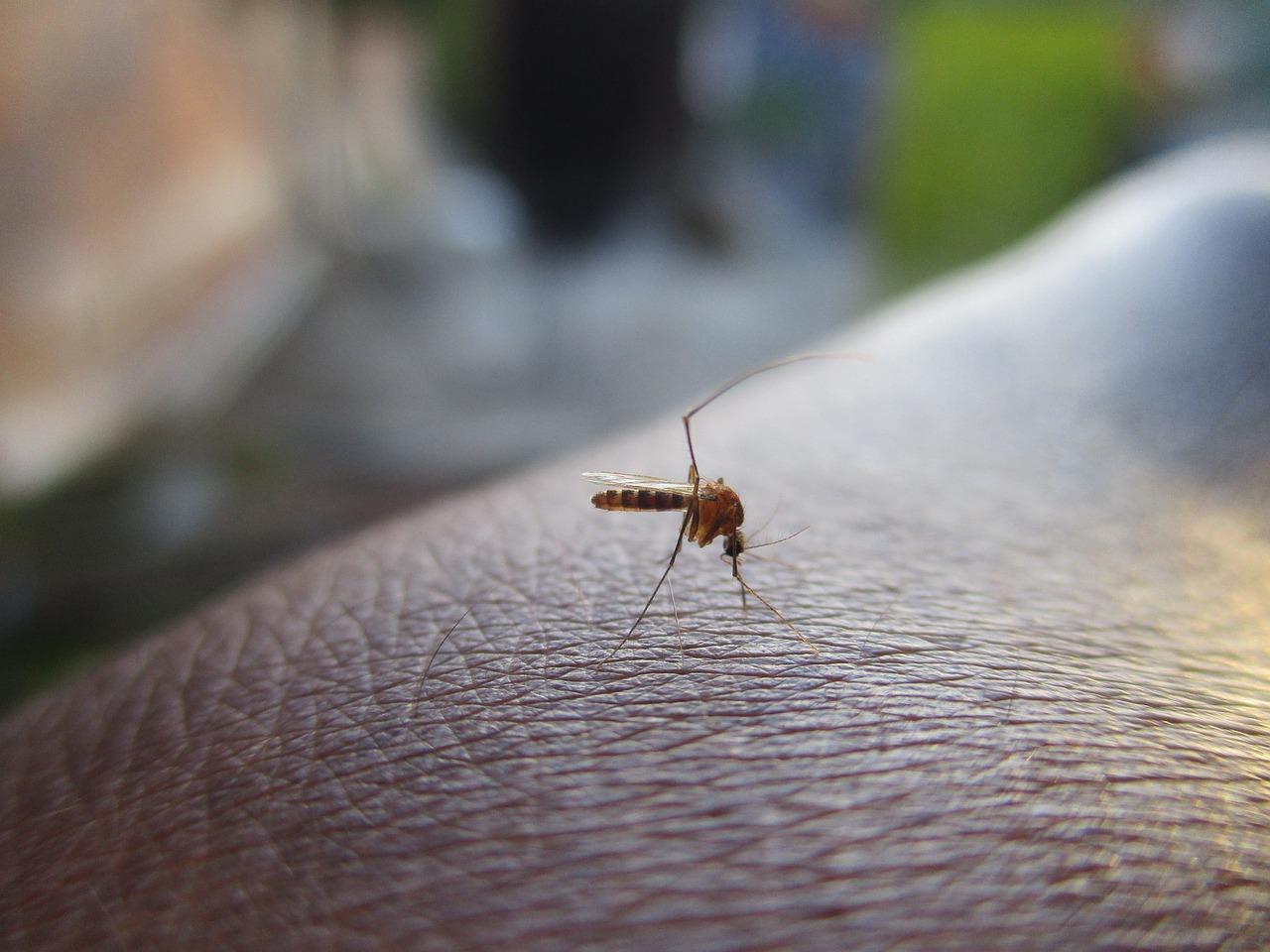 Cerca de 50.000 mosquitos transmisores de Virus del Nilo capturados en Andalucía durante 2023