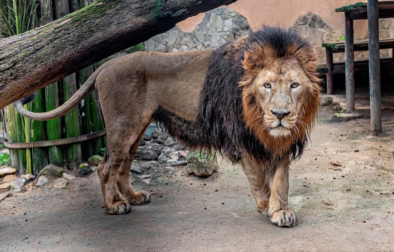 El león asiático del Zoo de Jerez se traslada a Helsinki dentro del programa de reproducción de la especie