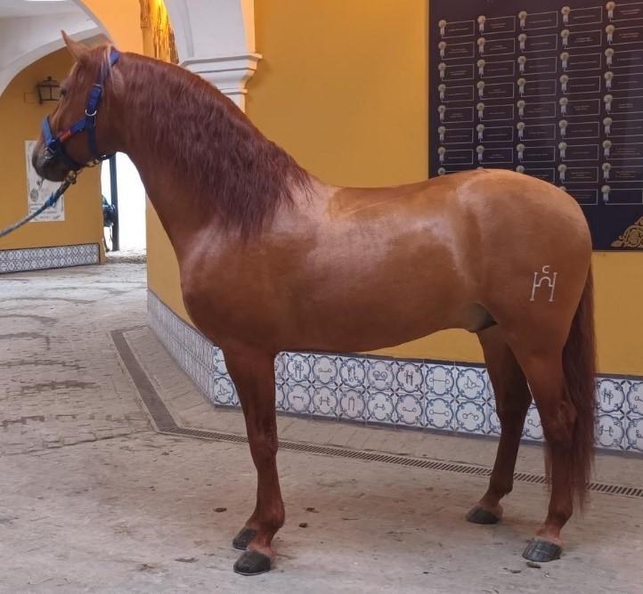 El caballo Holandés XVII, propiedad del Hierro del Bocado, cedido a la Real Escuela