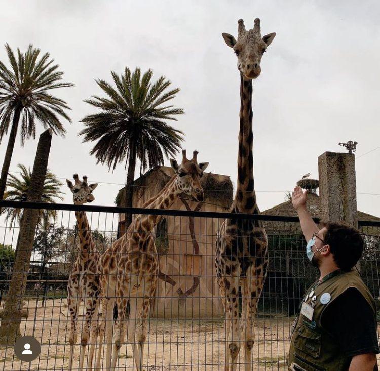 Muere la jirafa Jerez, uno de los animales más emblemáticos del Zoo y primer macho de la especie en reproducirse en el parque