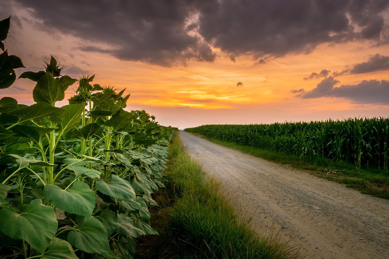 La Consejería de Agricultura incrementa un 33% las ayudas para la contratación de seguros agrarios para 2024