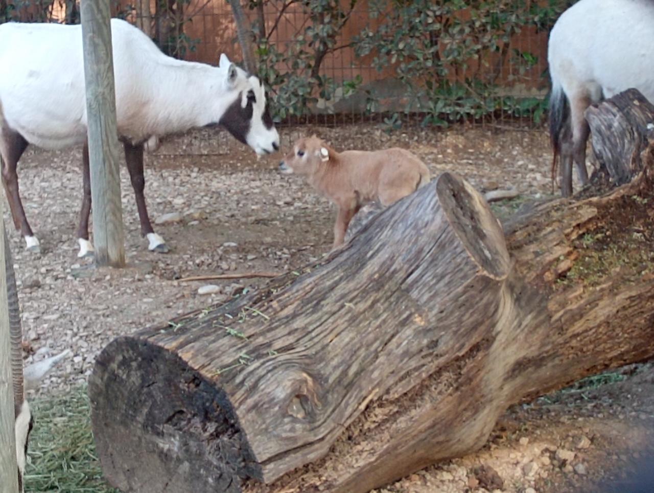 Nace una cría de Oryx de Arabia en el Zoo de Jerez