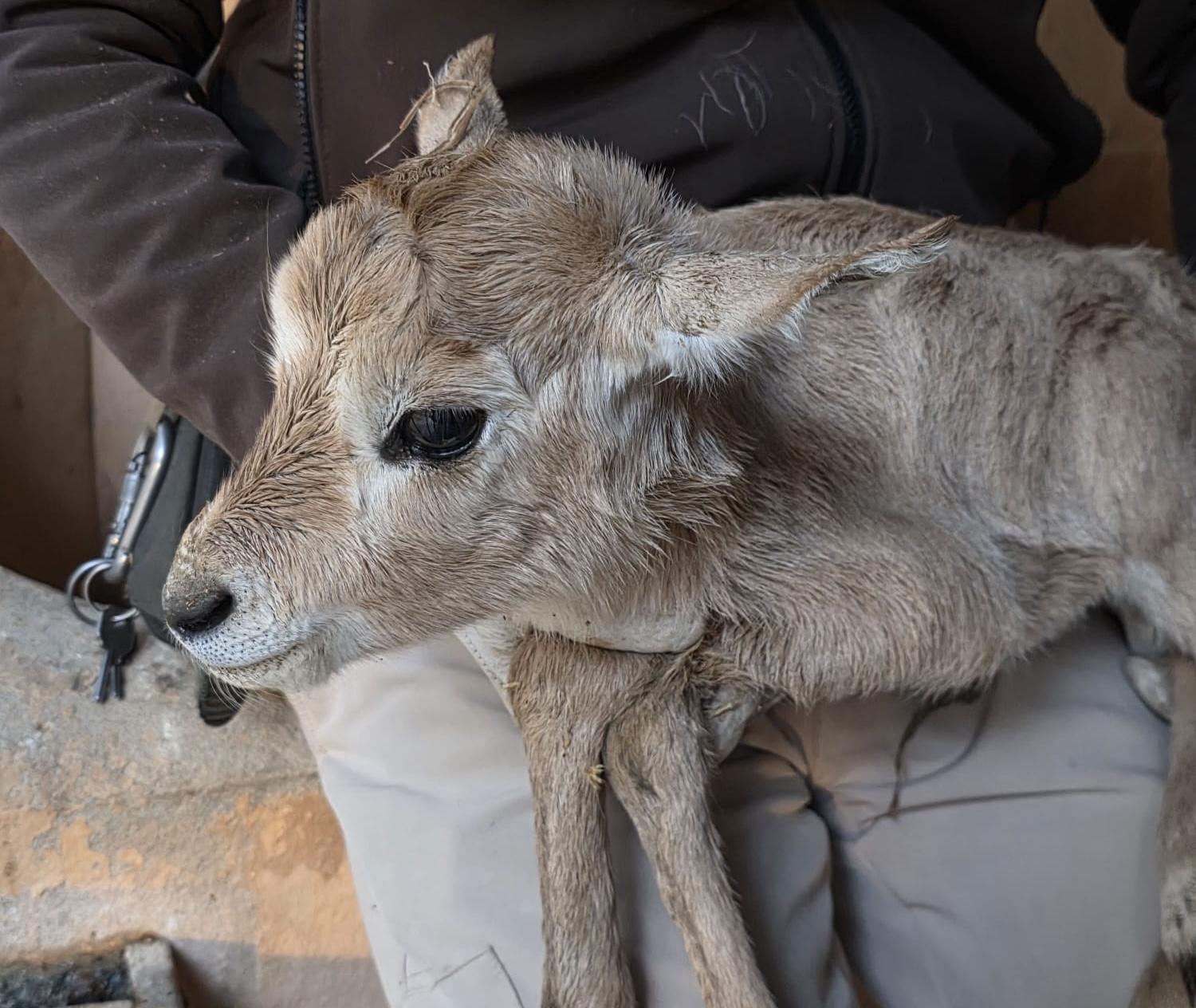 Nace una nueva cría de Oryx de Arabia en el Zoobotánico de Jerez