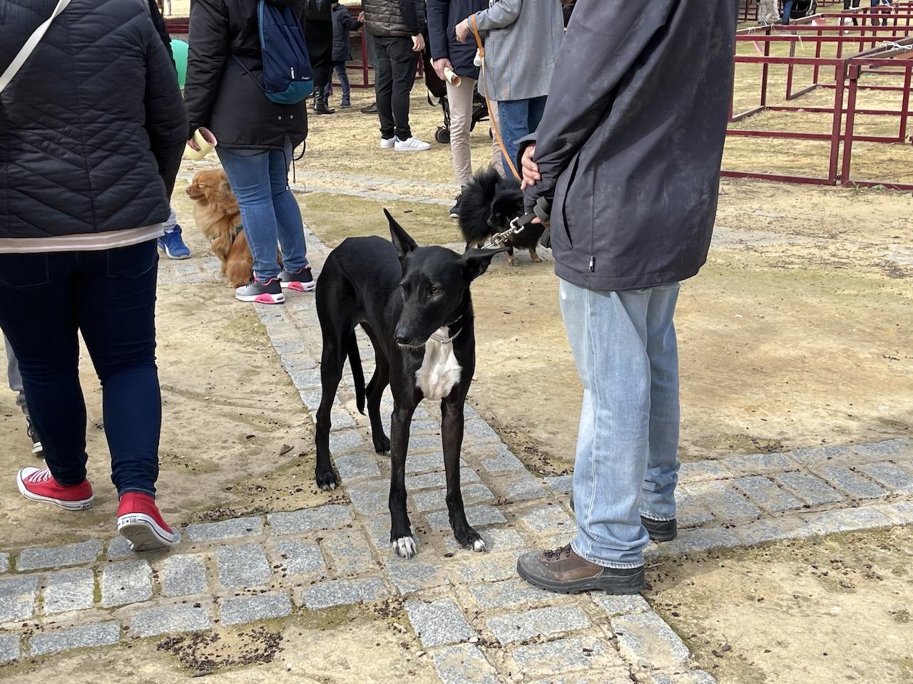 La Fiesta de San Antón de Jerez, aplazada al próximo domingo 25 de enero