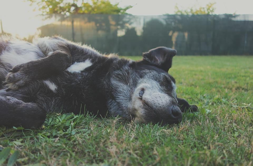 Vox quiere espacios caninos en todos los parques de Jerez y hacer su uso obligatorio