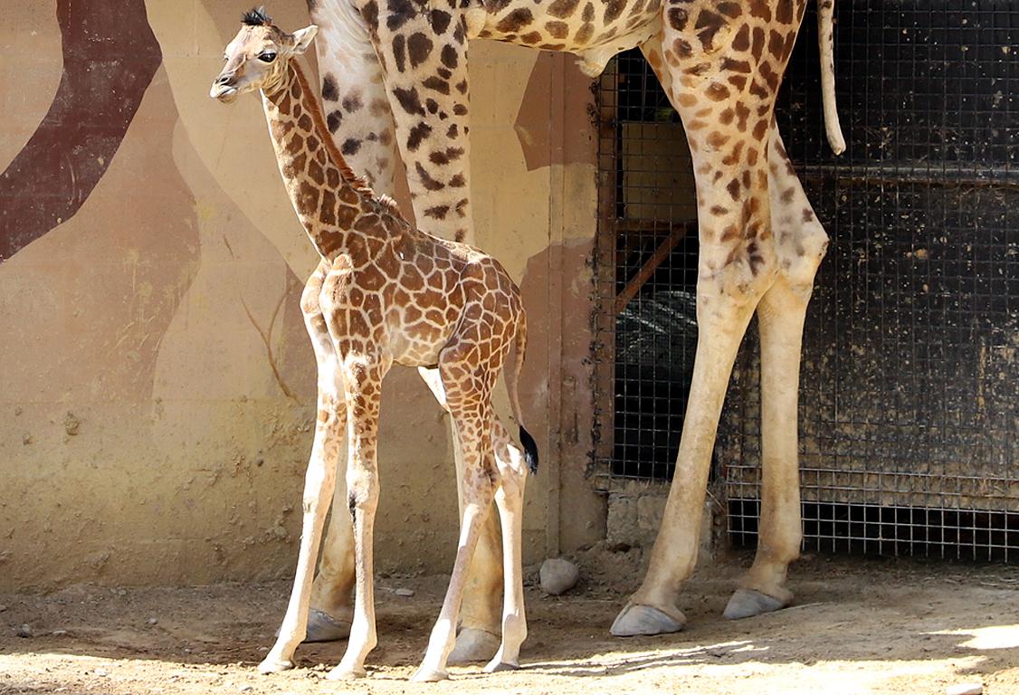 Muere la última cría de jirafa nacida en el Zoobotánico de Jerez