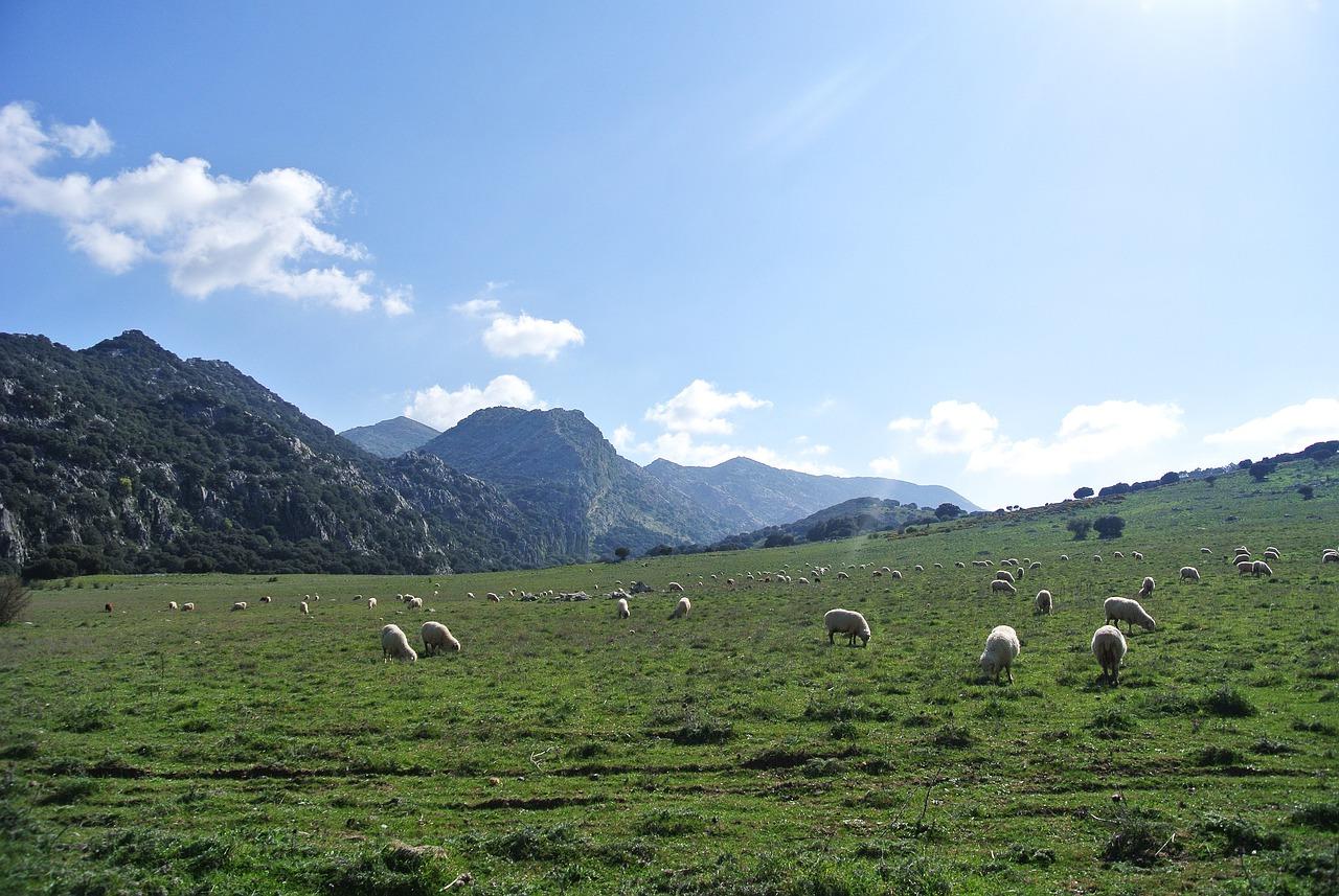 Abierto el plazo de solicitud de ayudas para las Agrupaciones de Defensa Sanitaria Ganadera de Andalucía