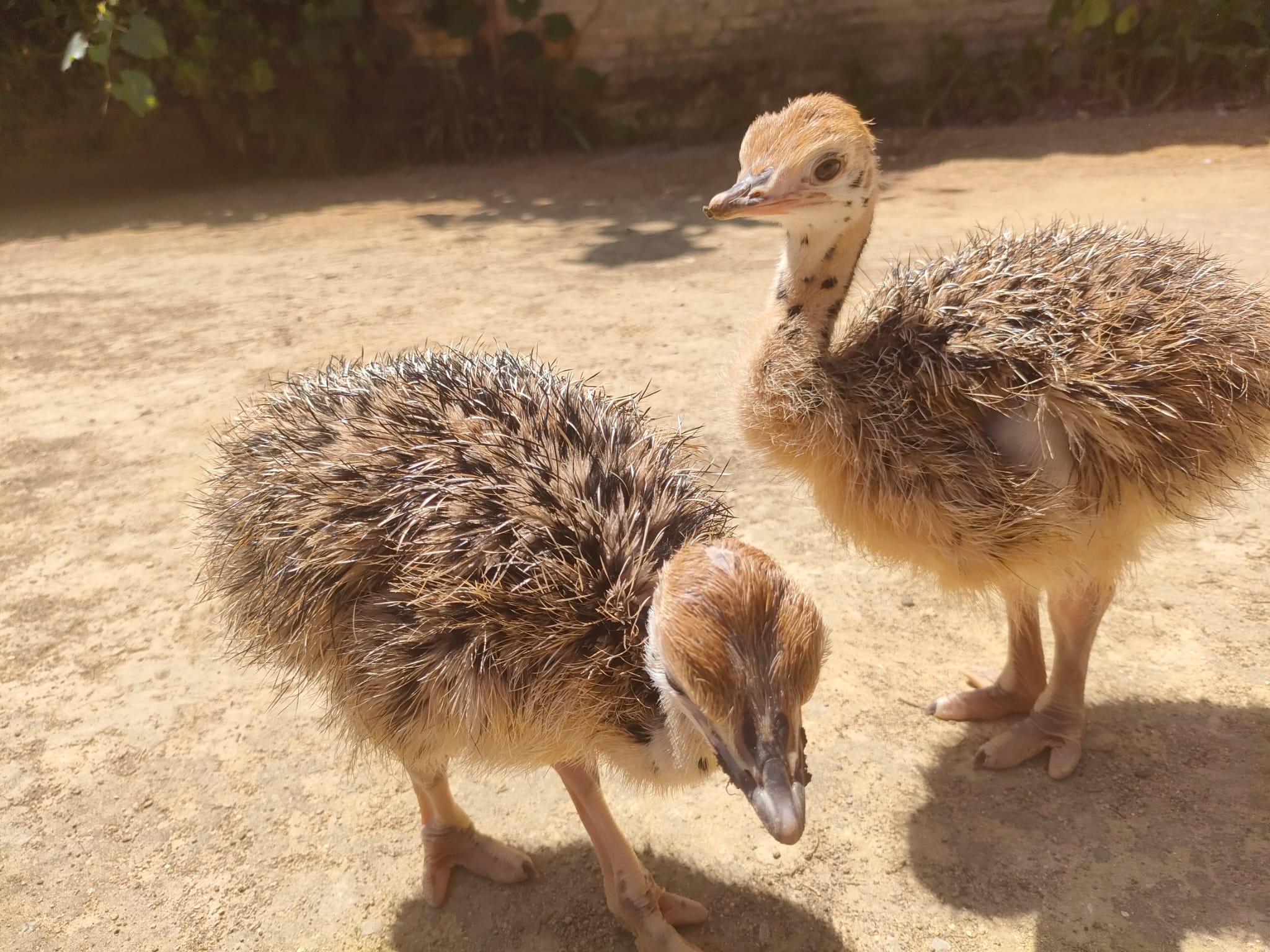 El Zoobotánico de Jerez reproduce por primera vez en España al avestruz de cuello rojo