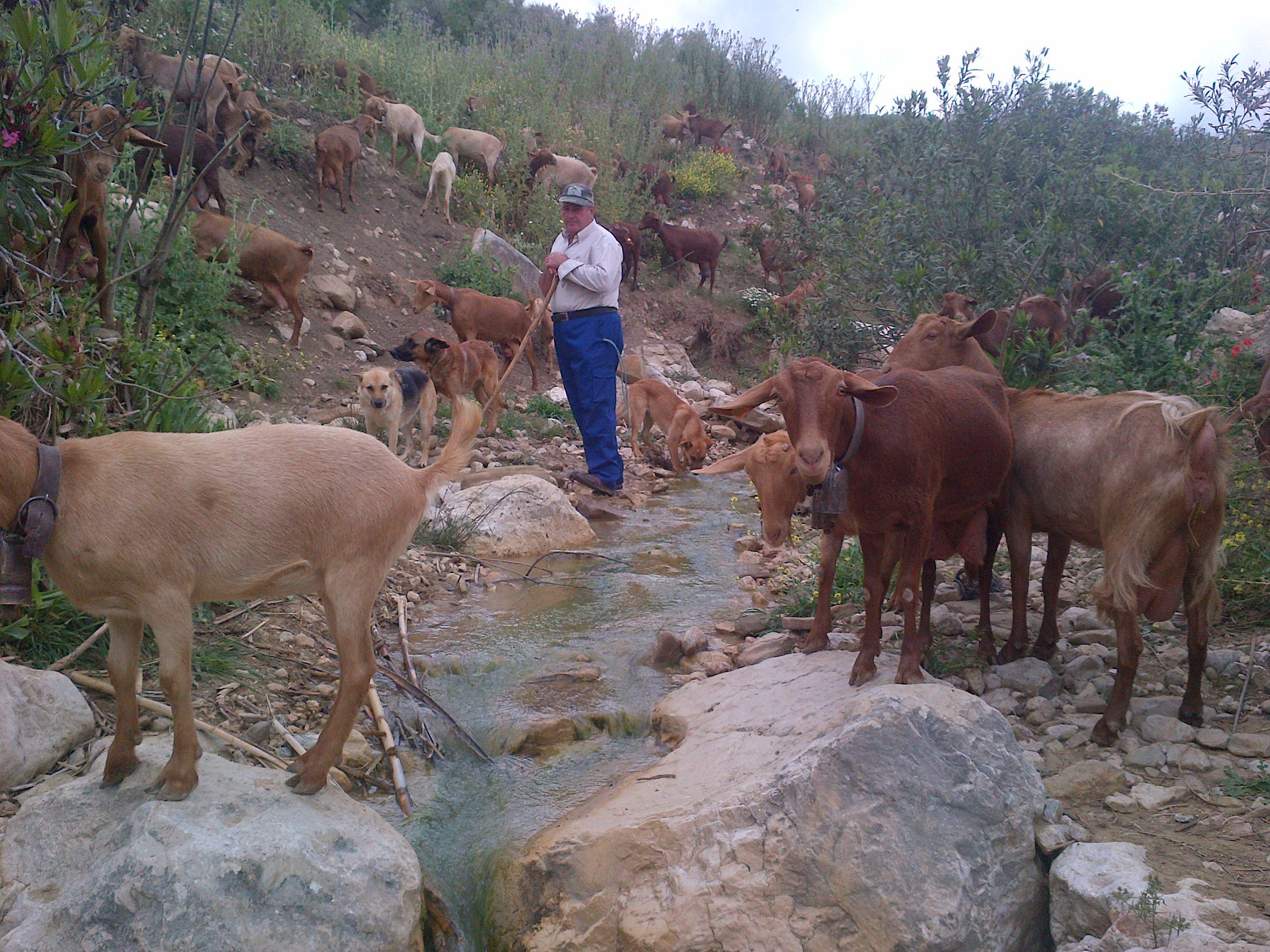 COAG Andalucía destaca la labor de las cabras y ovejas "bomberas" contra los incendios