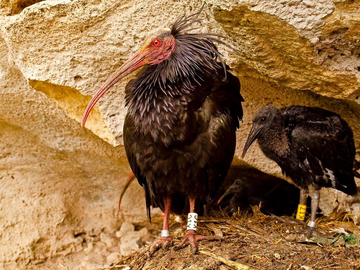 Concluye la campaña de anillamiento y seguimiento de ibis eremitas en la provincia