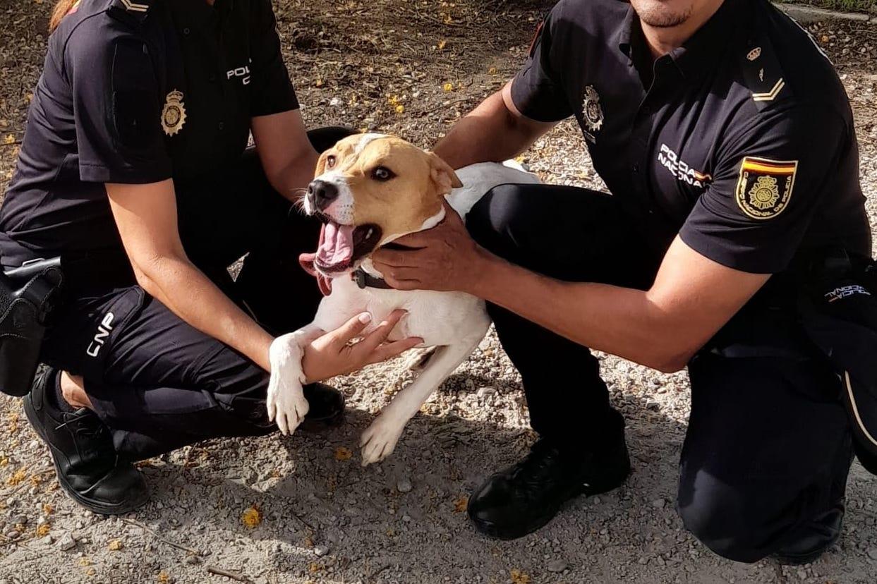 La Policía Nacional impulsa la adopción de un perro que los agentes rescataron abandonado a pleno sol en Jerez