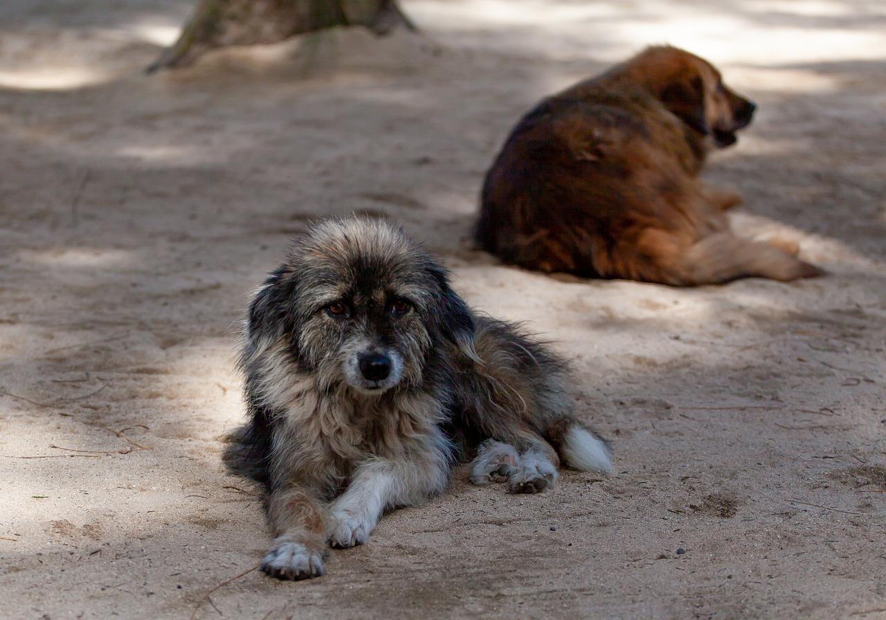 Jerez tendrá un Plan Local contra el Abandono de Mascotas y de Fomento de la Adopción