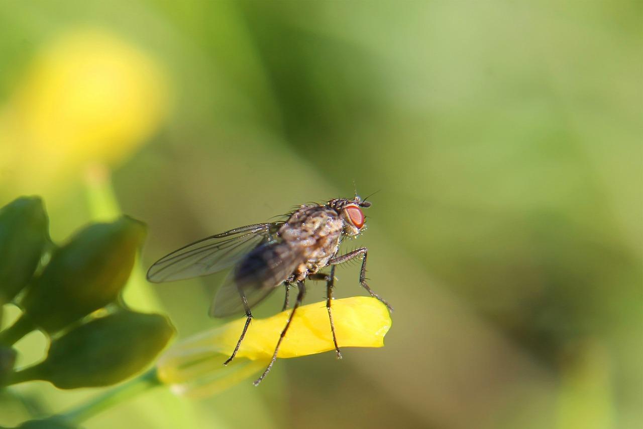 El Ayuntamiento de Jerez detecta el posible foco que ha provocado la presencia masiva de moscas en la Laguna de Torrox