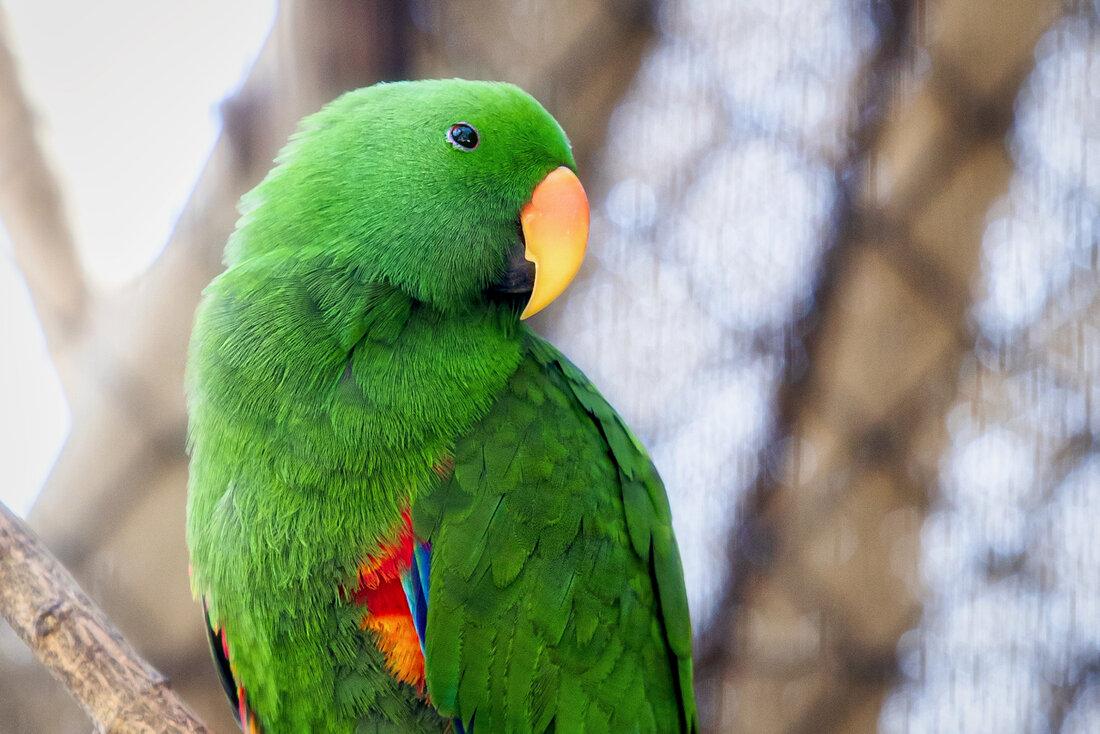 El Zoo de Jerez contará con nuevas instalaciones para loros del Amazonas y murciélagos