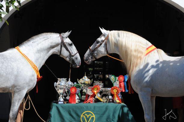 Estos son los premiados en la segunda edición de los Premios Yeguada Cartuja