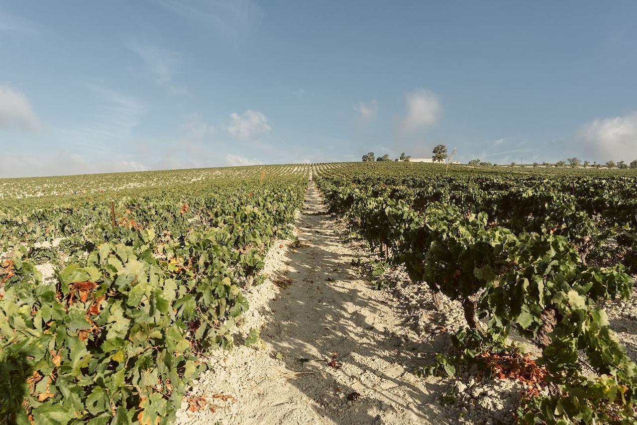 La nueva vendimia llega al Marco de Jerez con algo de retraso y un grado importante de afectación del mildiu
