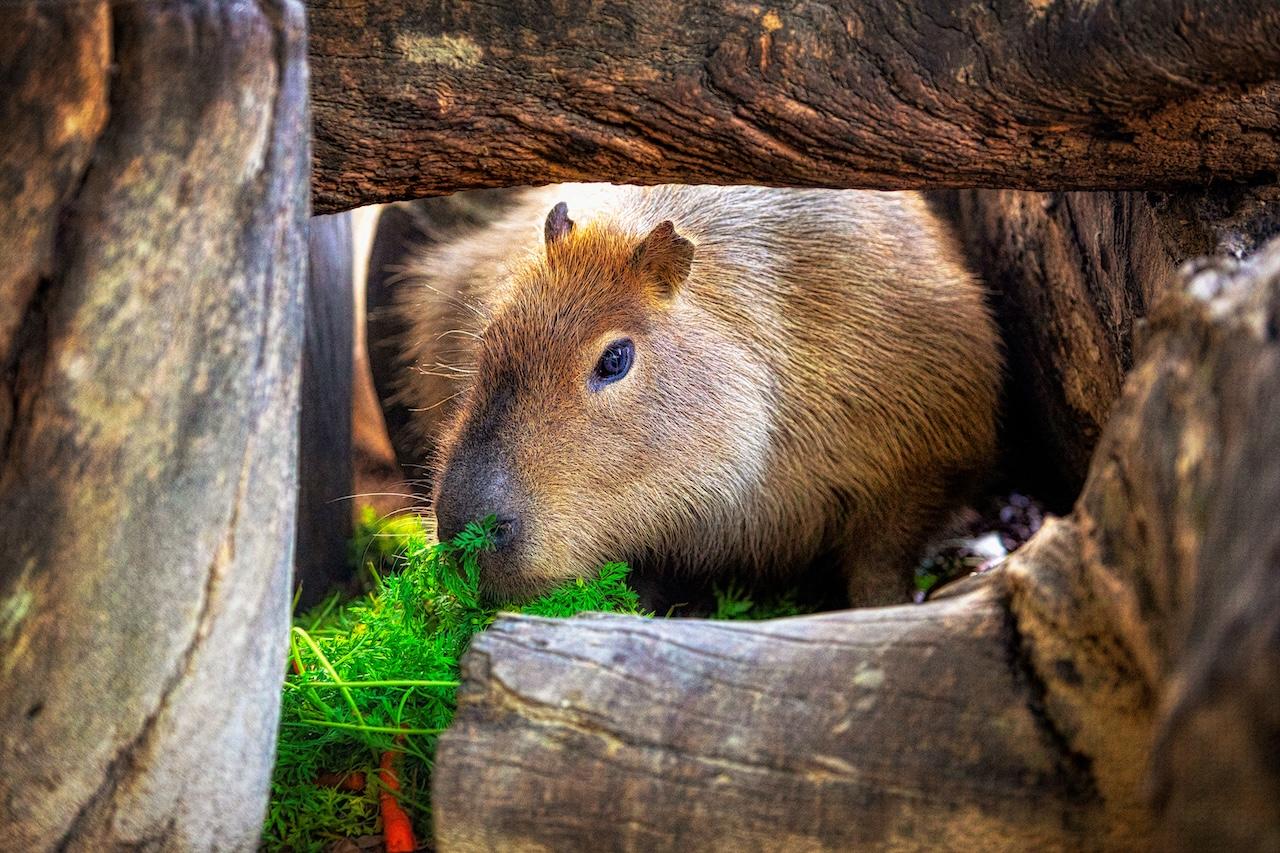 El Zoo de Jerez celebra el Día Internacional de la Capibara con actividades educativas