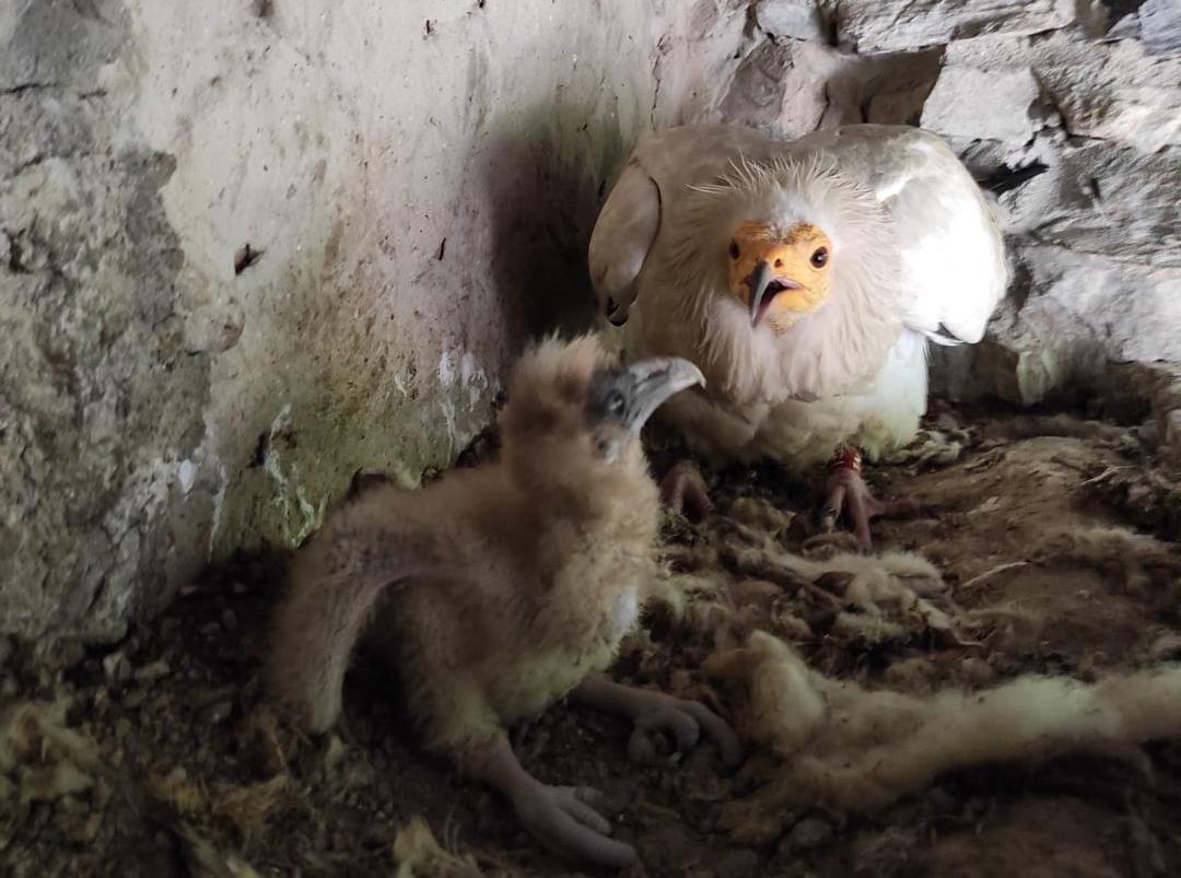 Nueva reproducción de alimoches en el Zoobotánico de Jerez