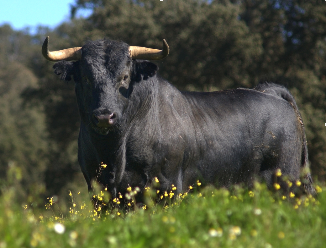 Los criadores de ganado de lidia podrán solicitar las ayudas por el COVID-19 hasta el 15 de julio