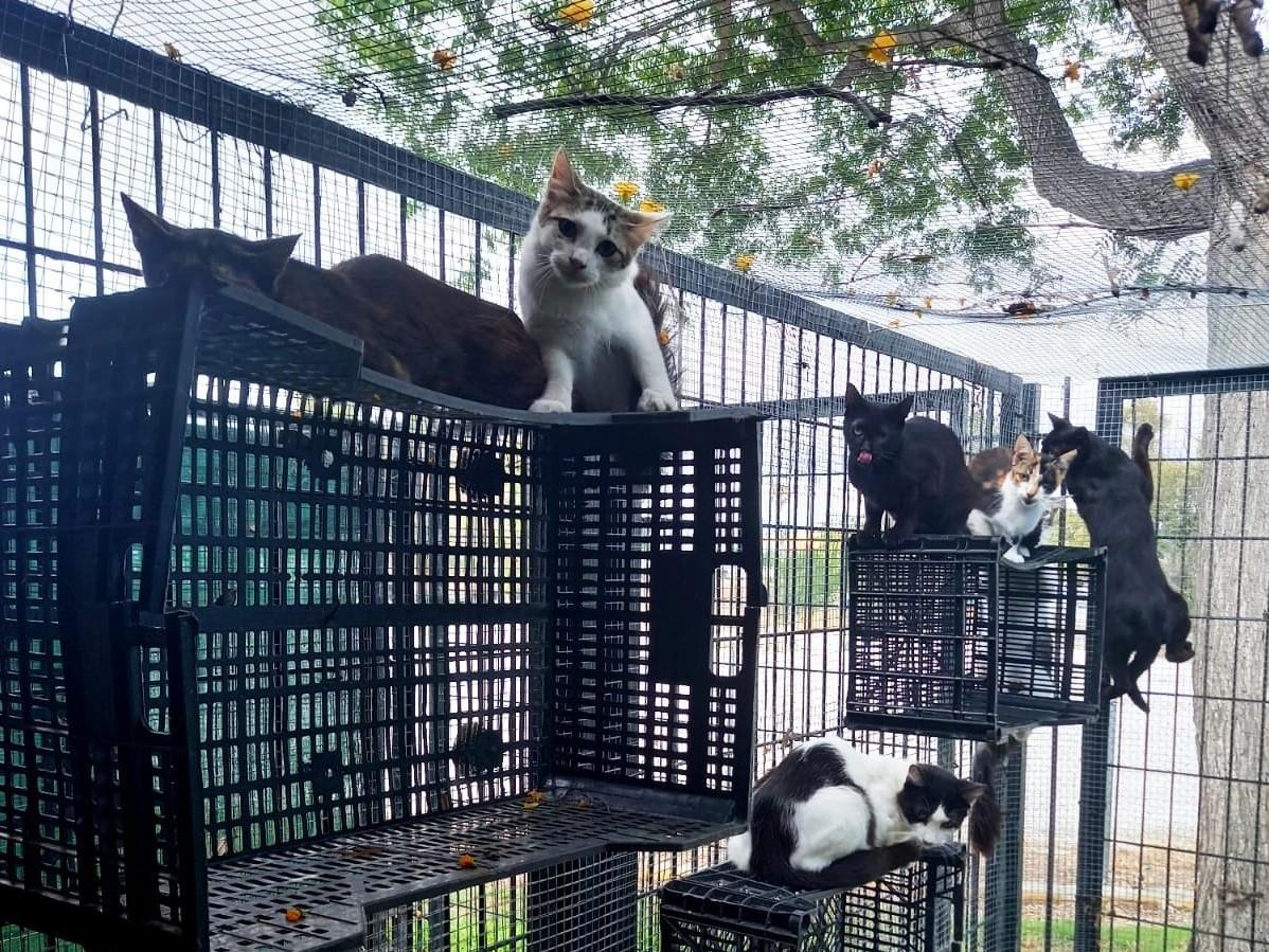 Capturada una colonia de felinos en un solar de la calle Eguiluz