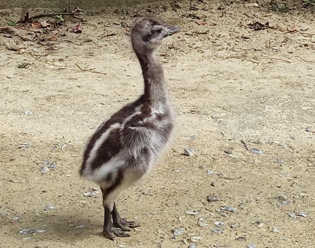 Primera reproducción del ñandú de Darwin en el Zoobotánico de Jerez