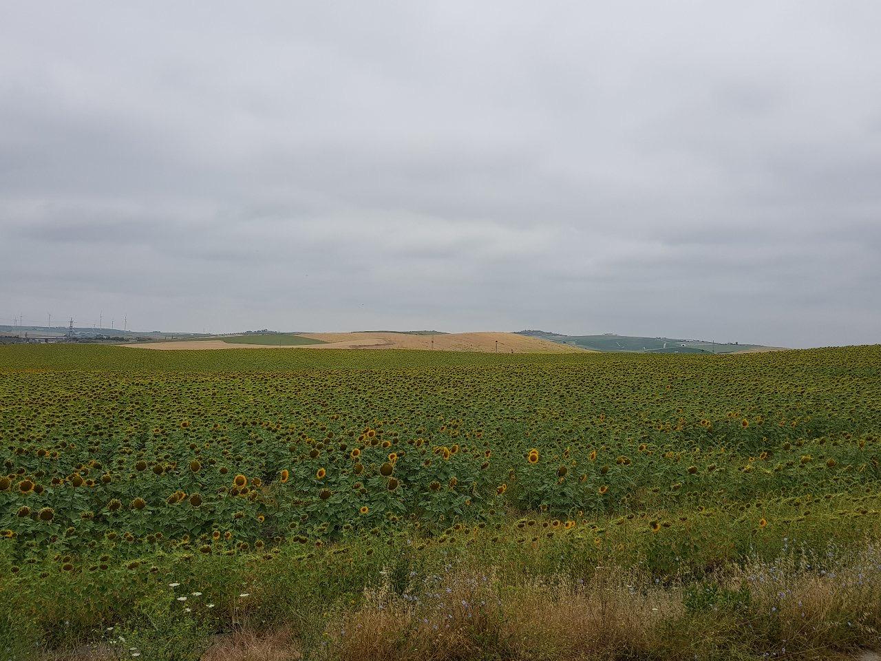 Agricultores andaluces podrán quedarse fuera de la PAC si el Gobierno de Sánchez no equipara las comunidades de bienes con las S.A.