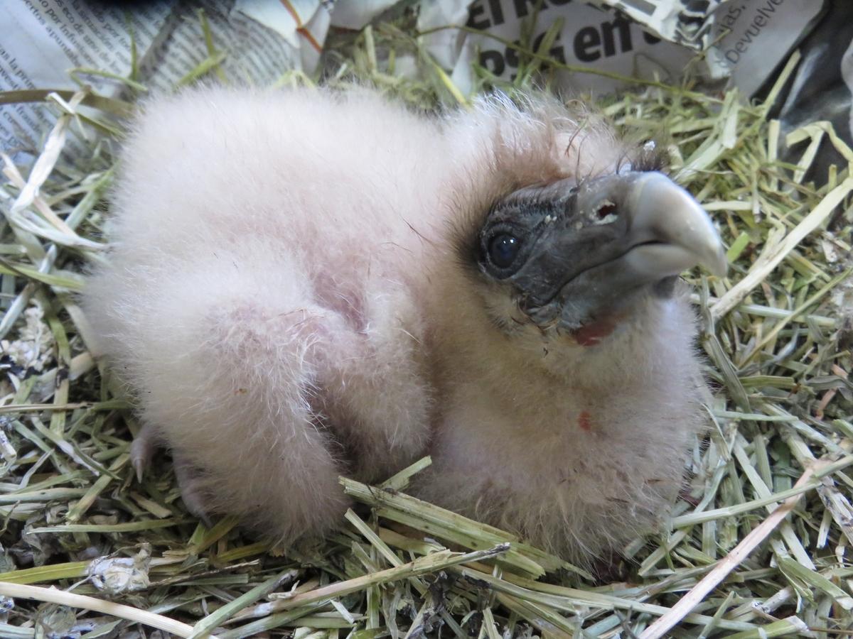 Nace un pollo de alimoche en el Zoobotánico de Jerez