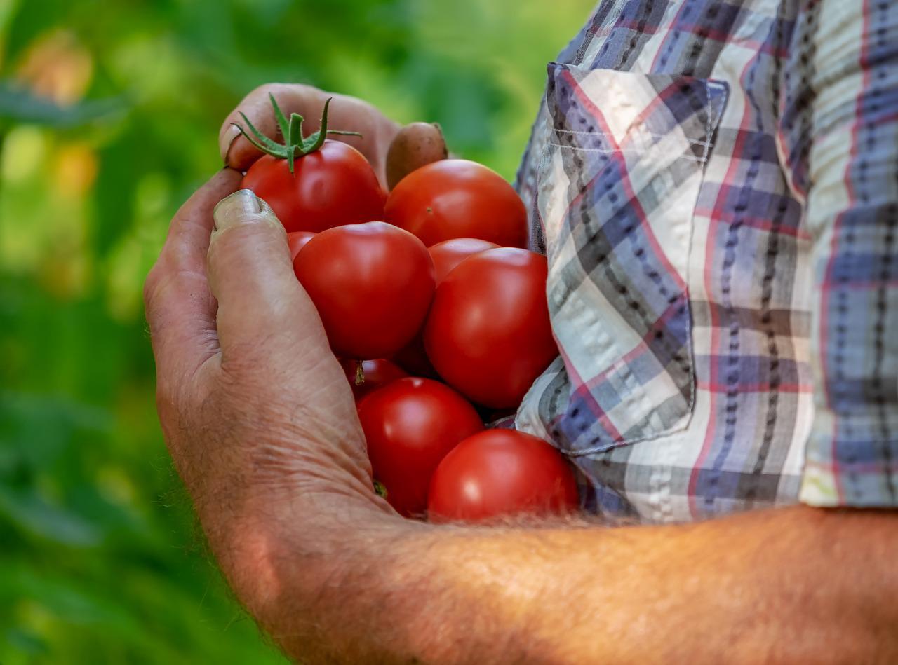 ¿Sabías que el color rojo de la piel del tomate lo protege del calor y la radiación?