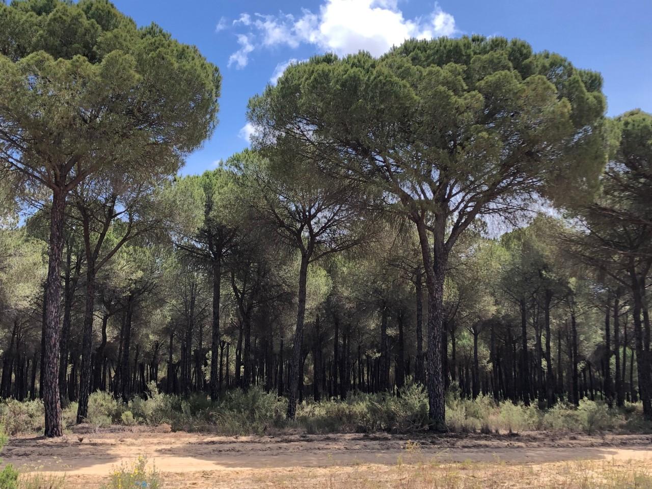 Un paraiso soñado: Doñana