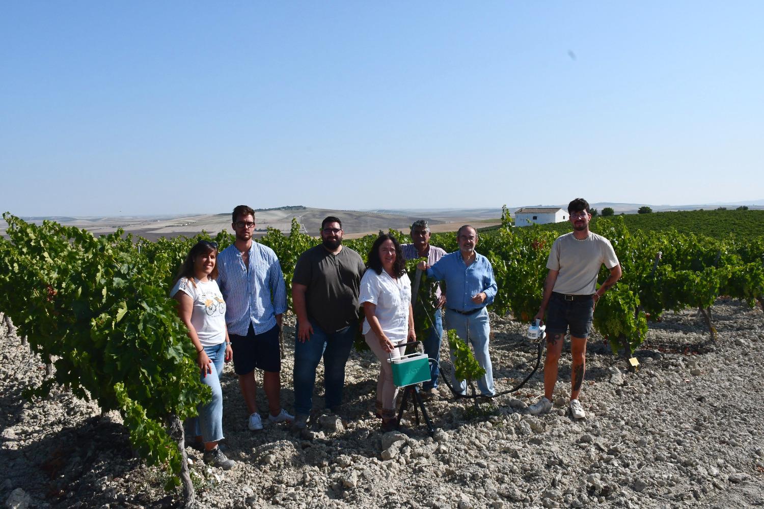 Avances en el cultivo ecológico de Pedro Ximénez en Jerez al amparo del proyecto del grupo Invitec