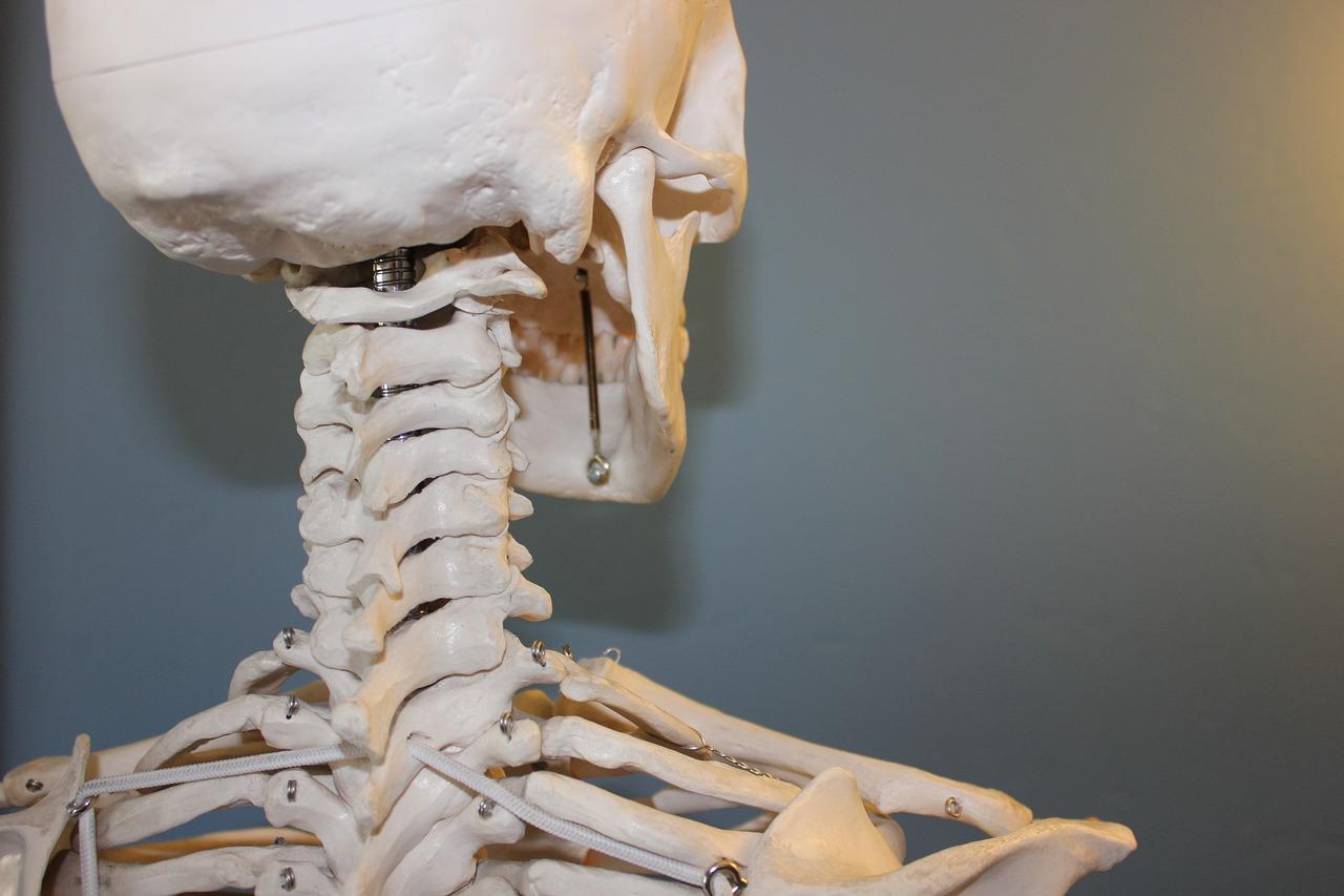 Investigadores de la UCA logran huesos artificiales y sostenibles en 3D para planificar operaciones más eficientes