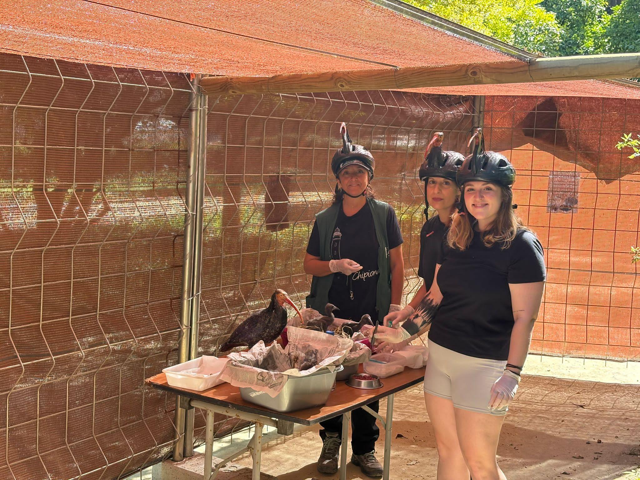 Temporada histórica de cría del ibis eremita en Jerez con cifras récord