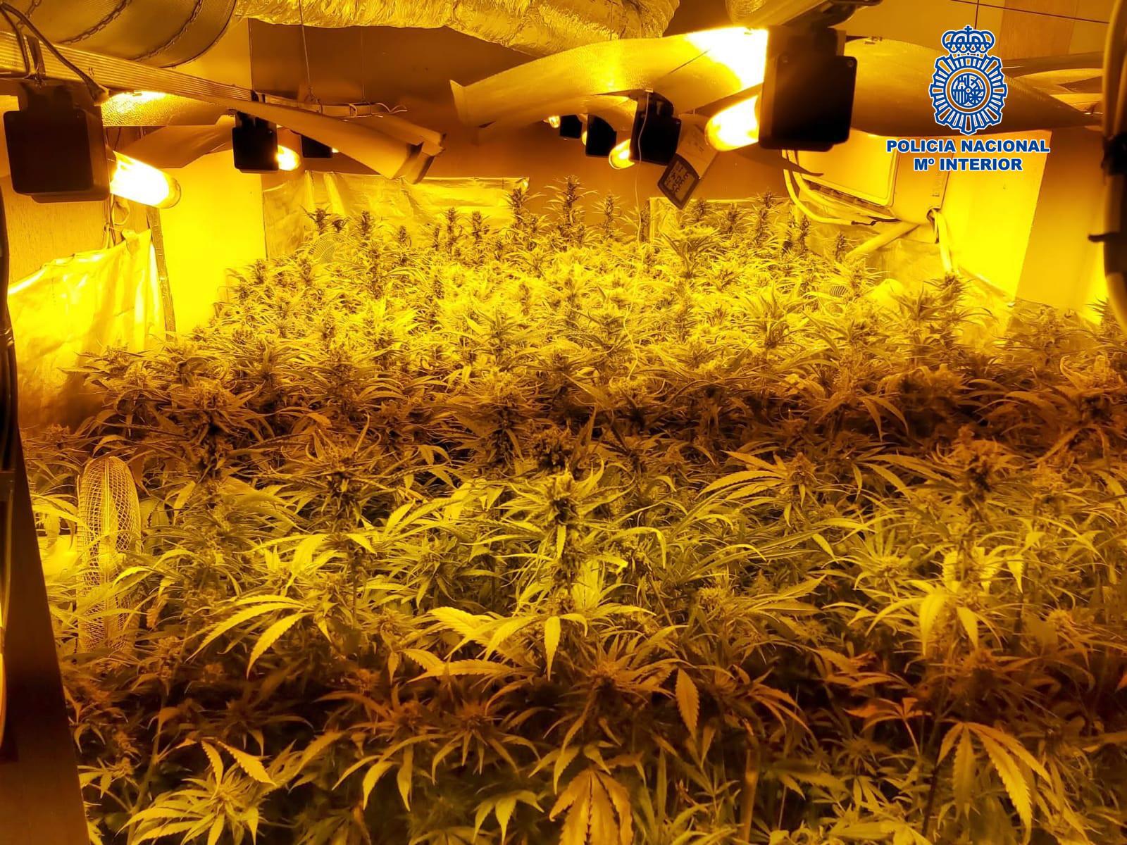 La Policía Nacional desmantela en Jerez un cultivo con más de 530 plantas de marihuana