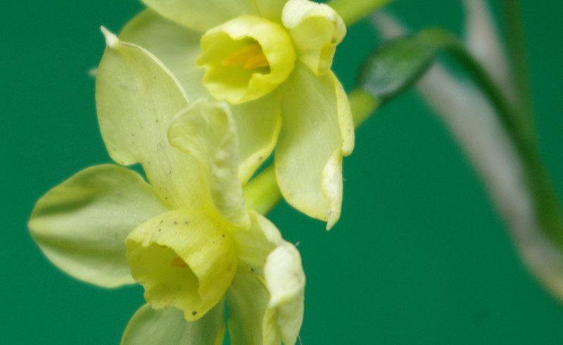 Descubren una nueva especie botánica para la ciencia en la campiña jerezana