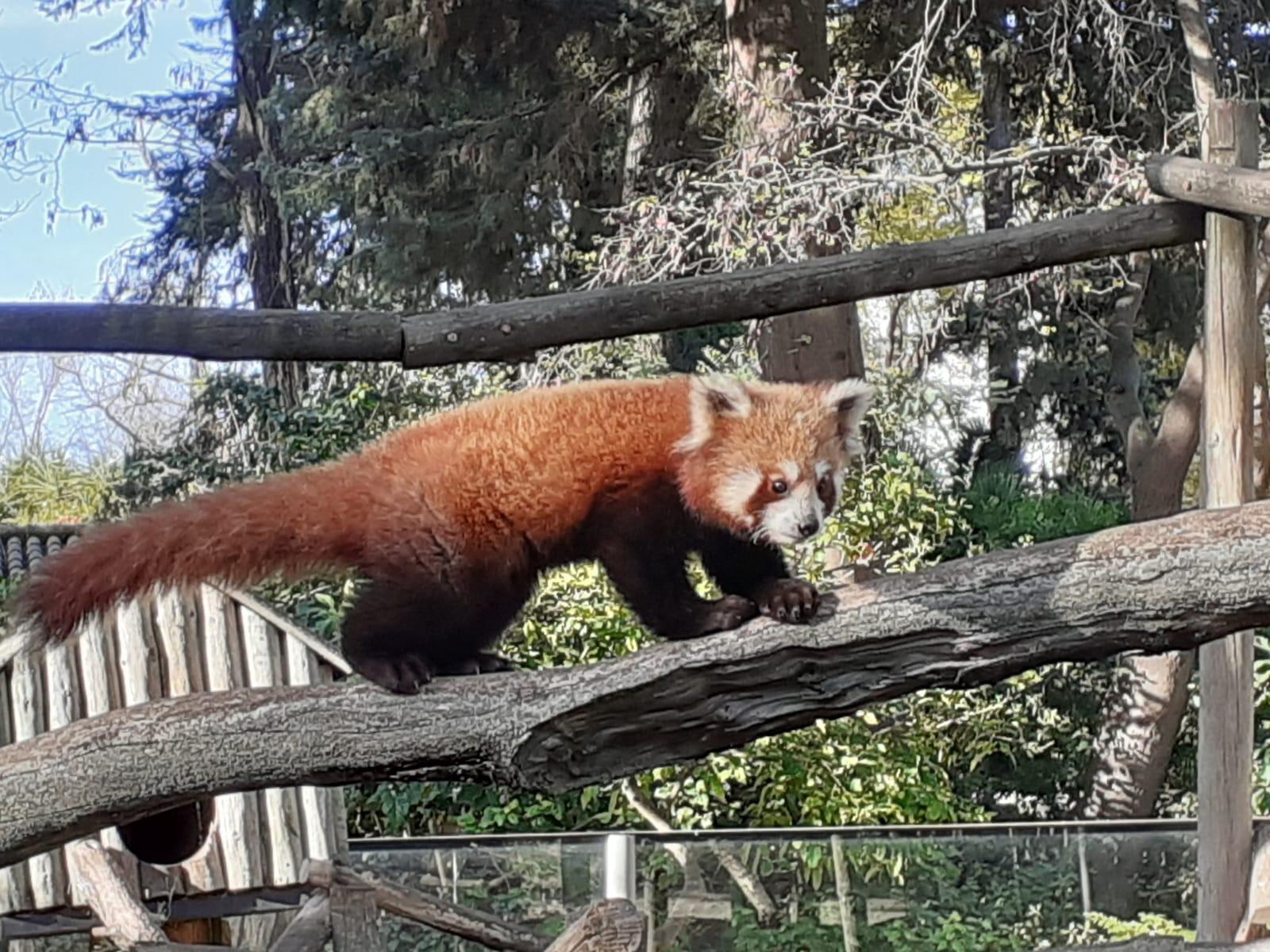El Zoo de Jerez da la bienvenida a un macho de panda rojo