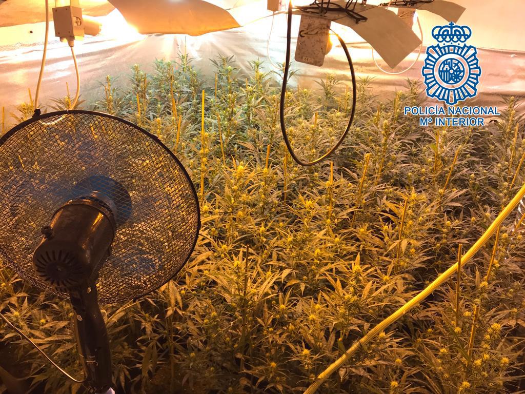La Policía Nacional desarticula en Jerez un entramado criminal dedicado al cultivo de marihuana en VPO