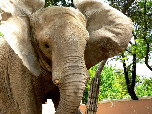 Muere Buba, mítica elefanta del Zoo de Jerez