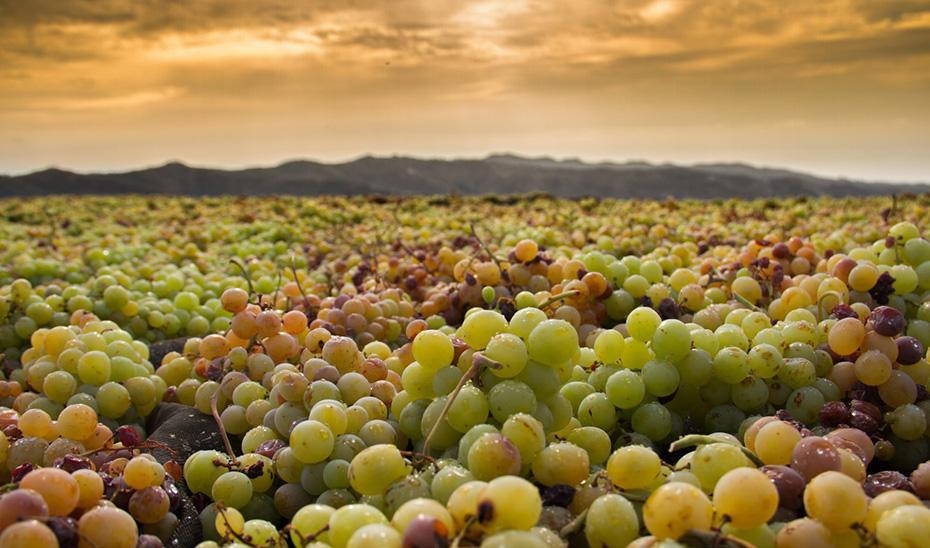 Andalucía mejora la caracterización de los vinos tradicionales con Denominación de Origen