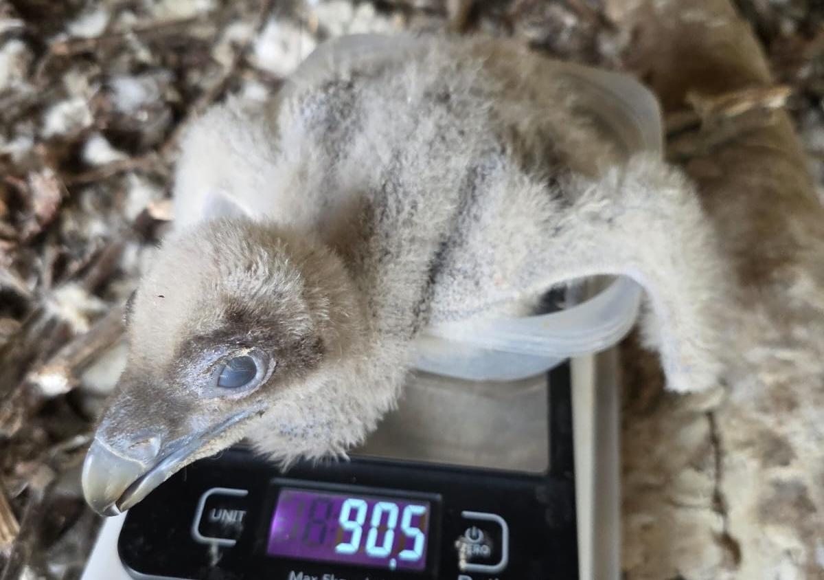 El Zoo de Jerez vuelve a hacer historia con el nacimiento de un segundo pollo de quebrantahuesos