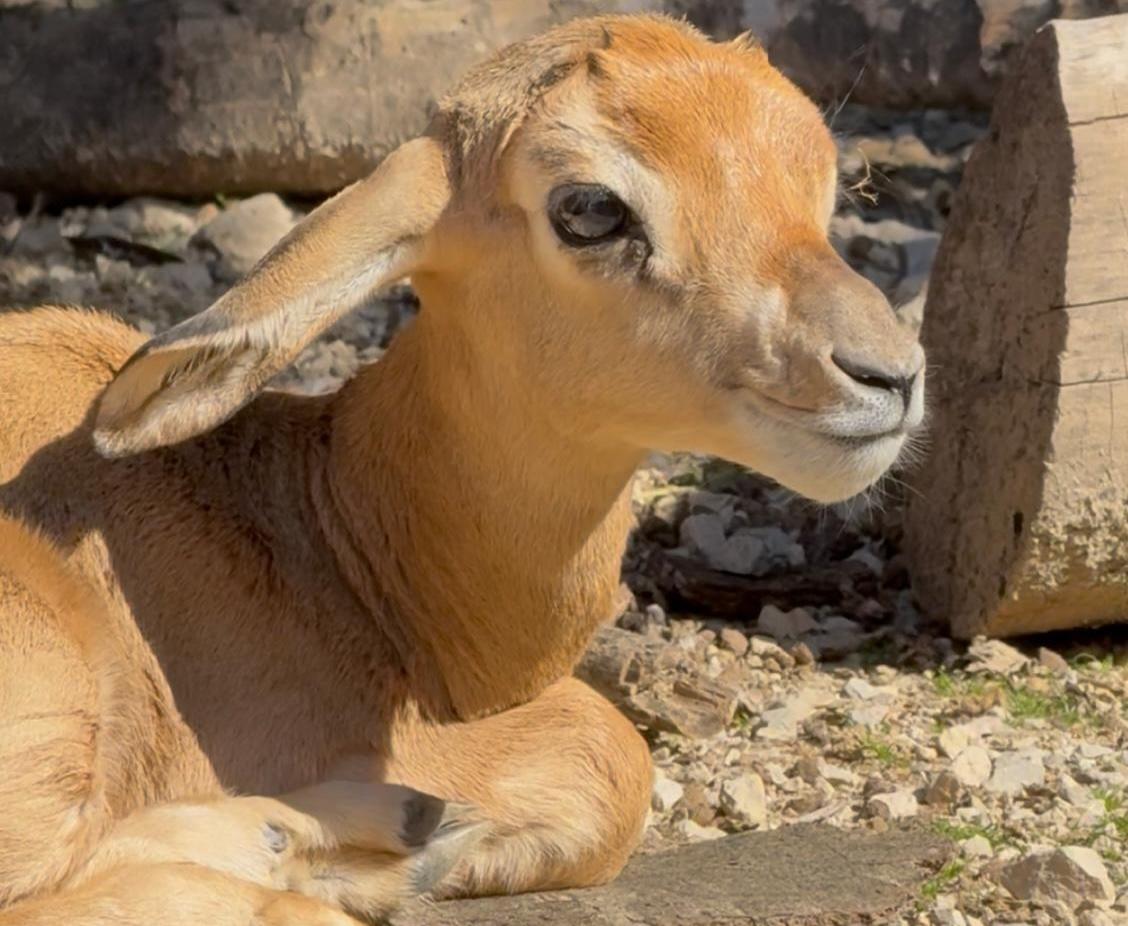 El Zoobotánico de Jerez celebra el nacimiento de una hembra de gacela dama