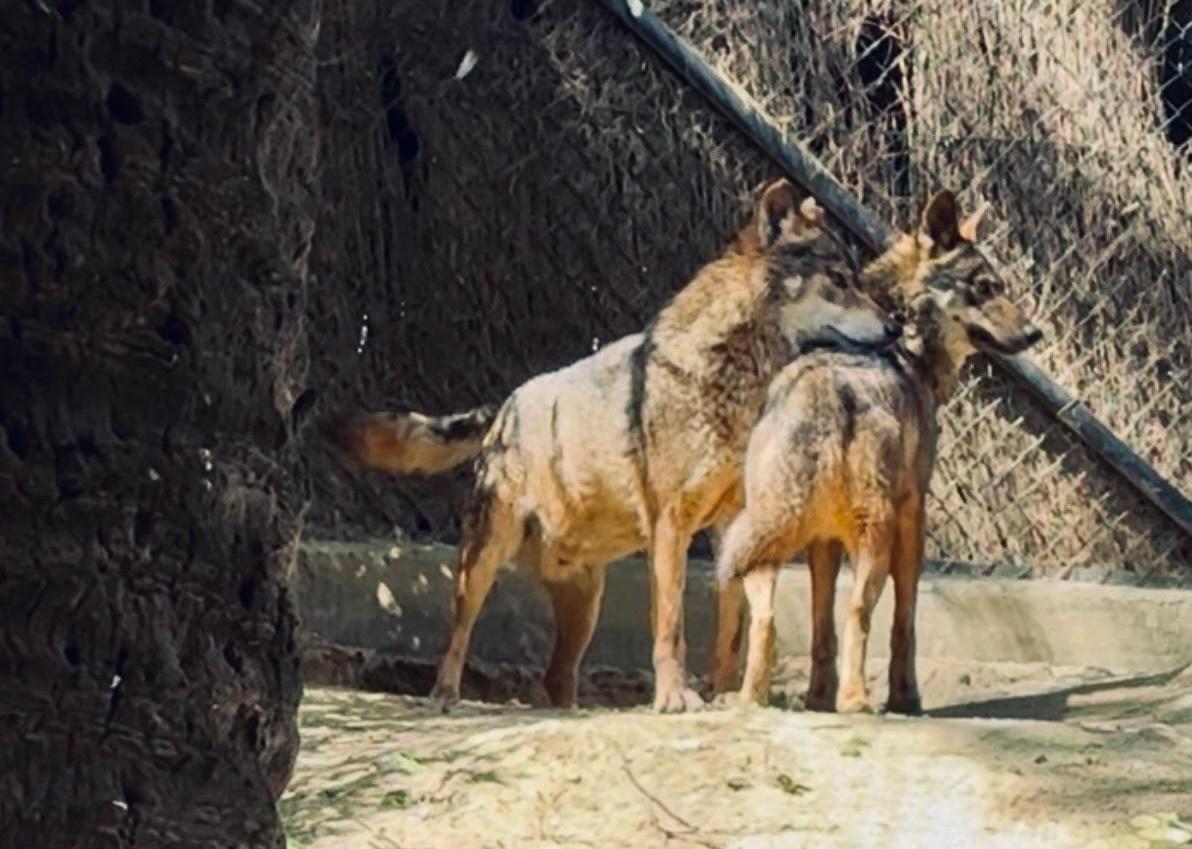 El Zoo de Jerez refuerza la conservación del lobo ibérico con la llegada de una nueva hembra