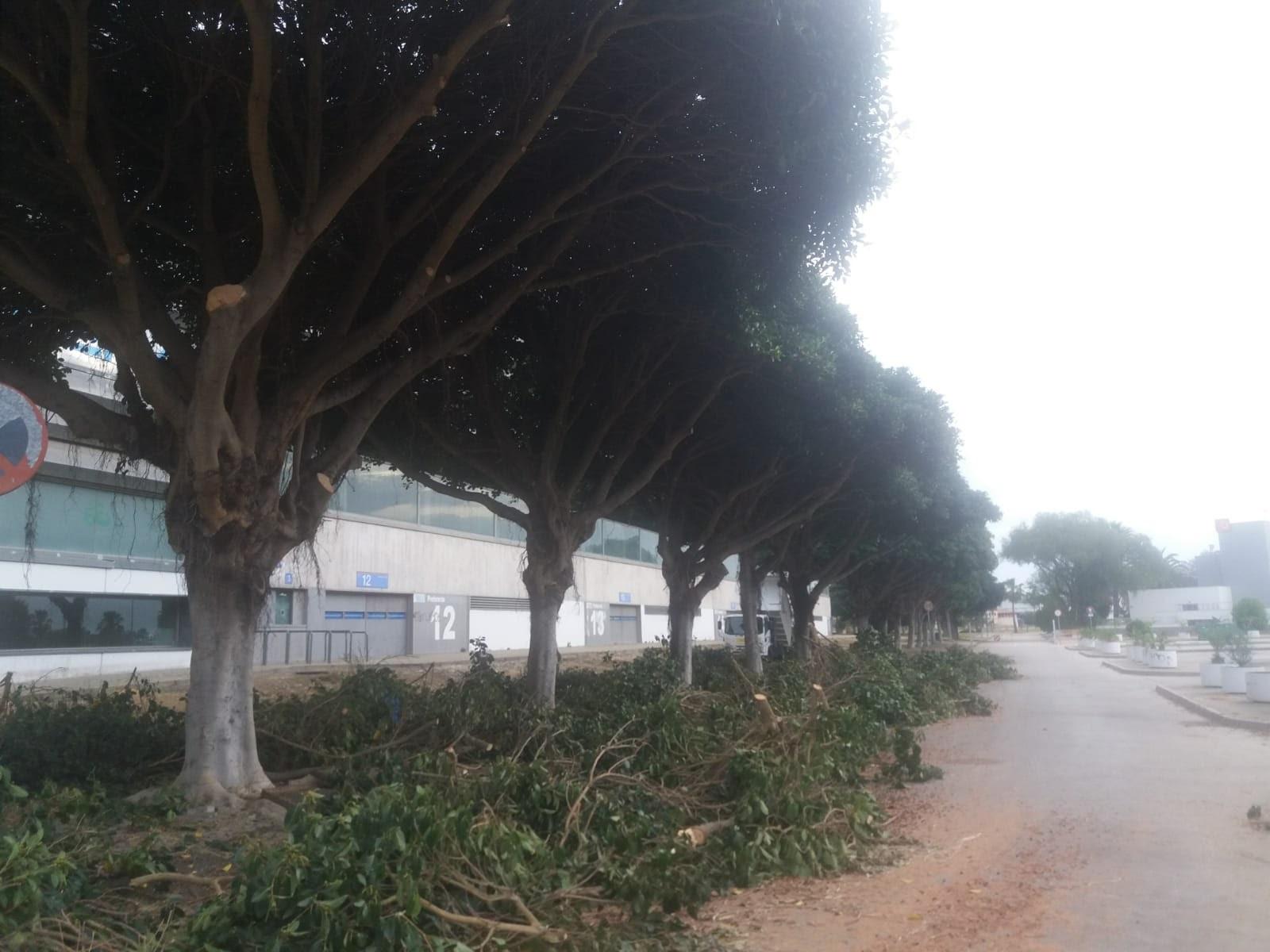 "Es un despropósito": Ganemos explota contra el Ayuntamiento de Mamen Sánchez por la poda de árboles en época de cría de aves