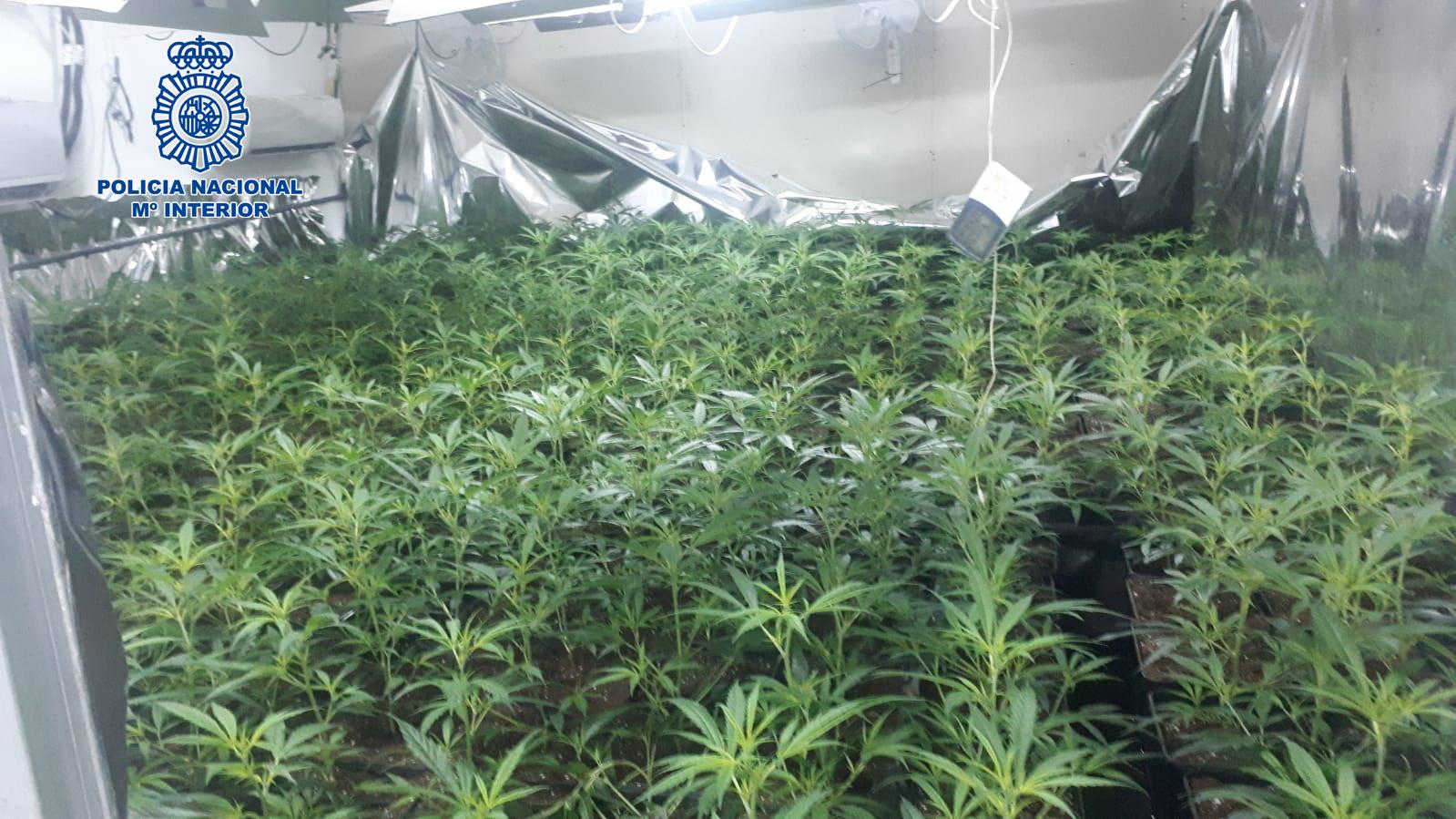 La Policía detiene a tres personas en Jerez por cultivar masivamente marihuana