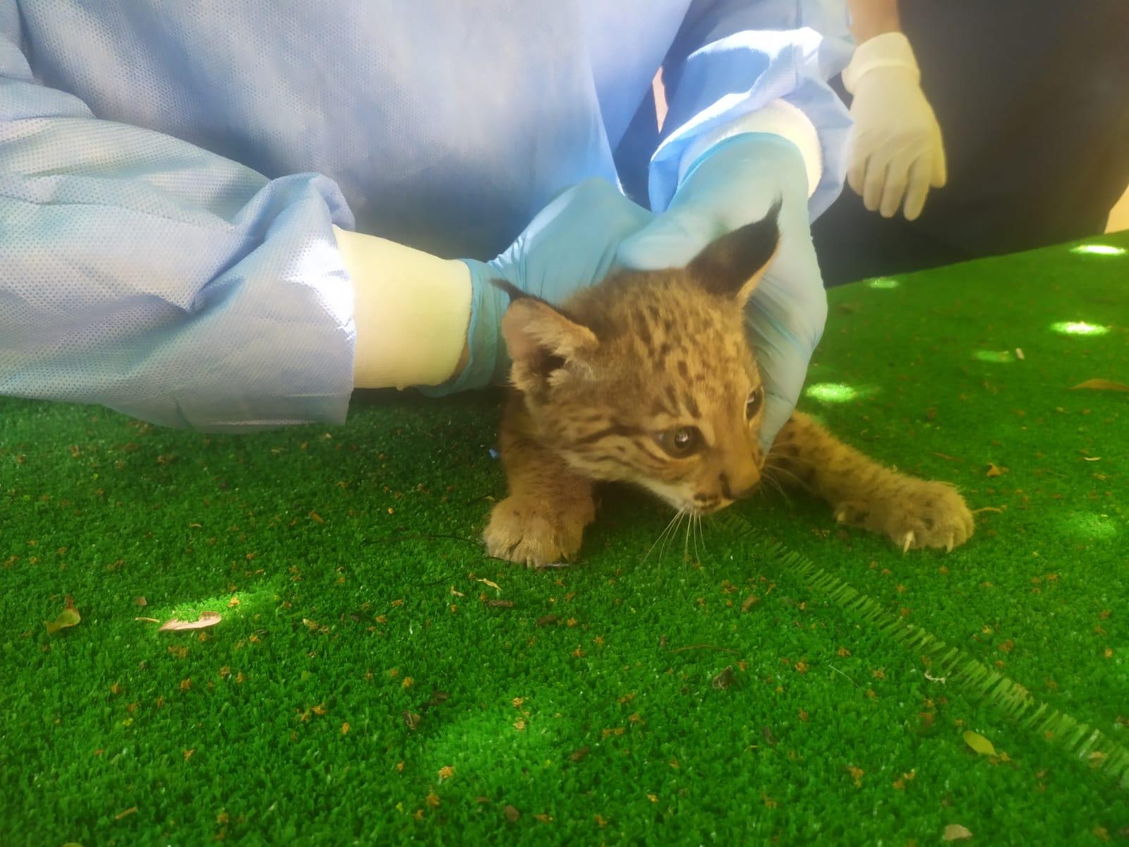 Realizado el segundo chequeo a la pequeña hembra de lince ibérico del Zoobotánico de Jerez