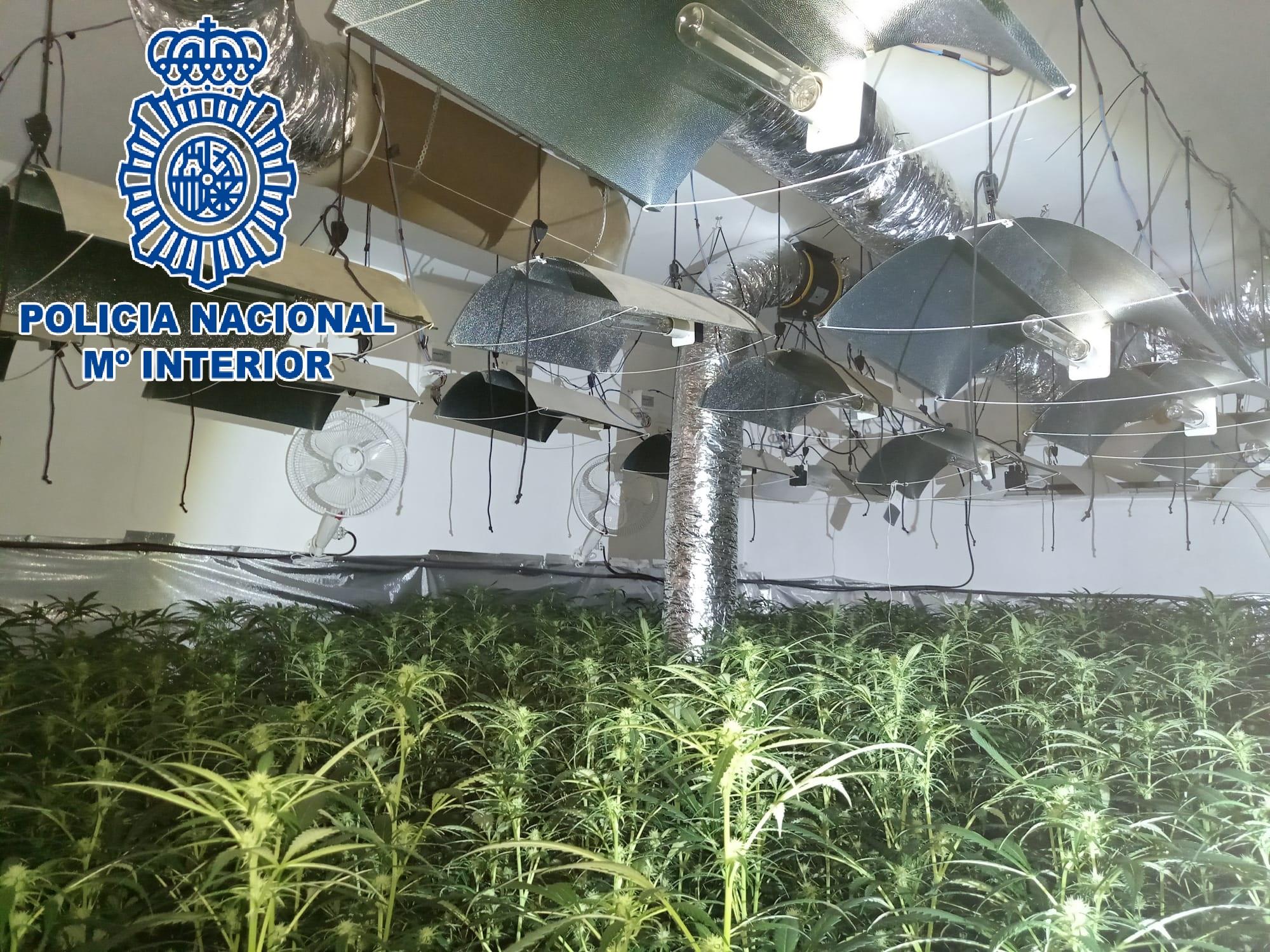 A prisión el responsable de un cultivo de marihuana con más de 500 plantas en la Sierra de San Cristóbal