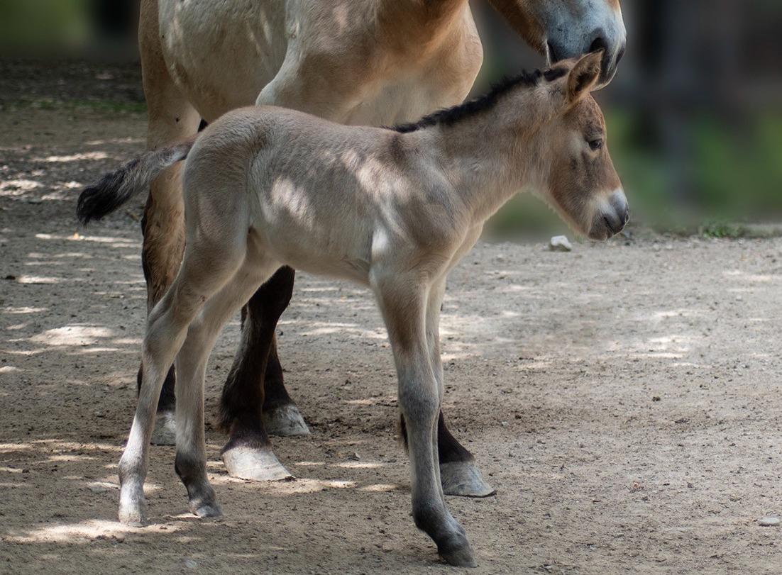 Nace un caballo de Przewalski en el Zoo de Jerez